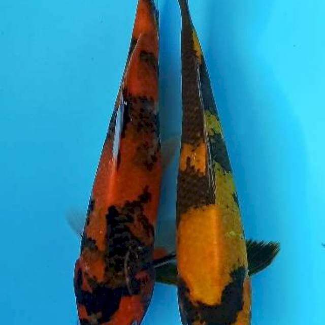 Double hi: Hi showa dan hi utsuri 20bu
