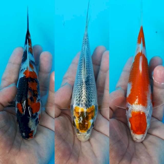 Tre minions showa-tancho kirin-kohaku hikari 18cm