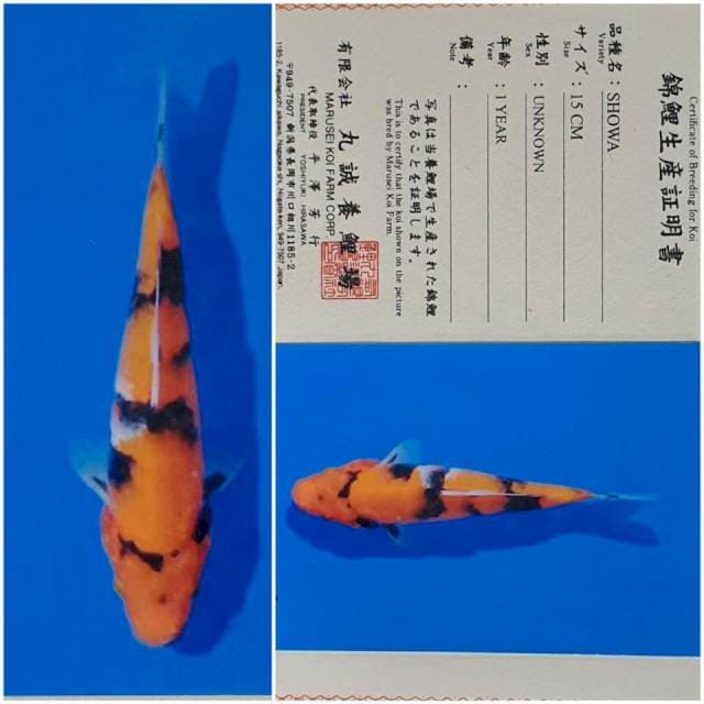 Showa import serti "marusei"