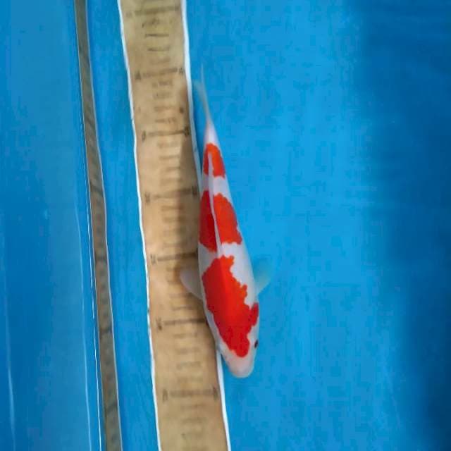 Kohaku SQ
