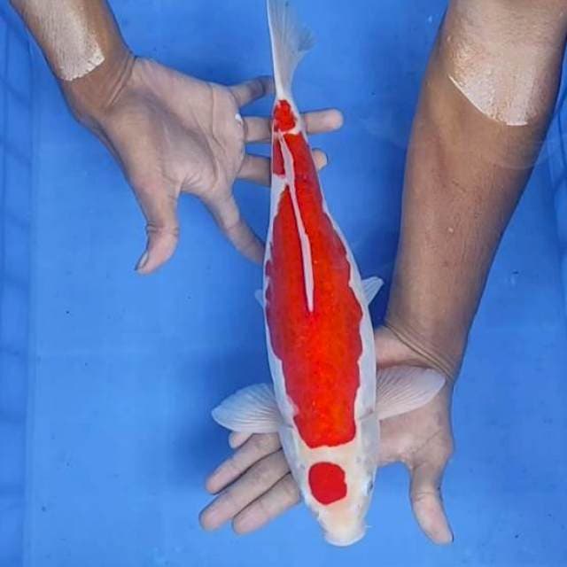 Kohaku doit 35cm