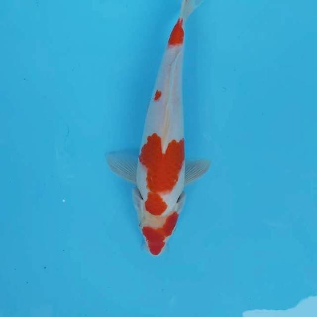 KOHAKU 25CM