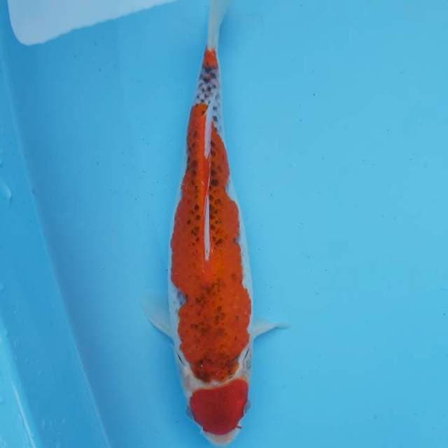 MARUTEN GOSHIKI RACING 30cm