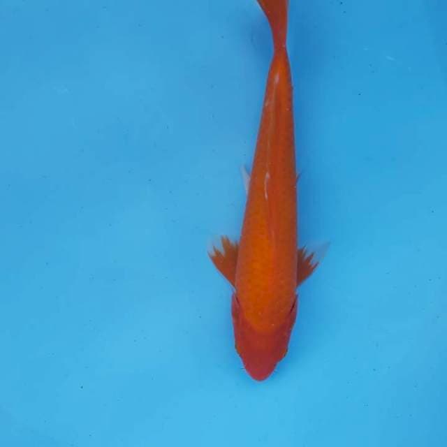 Aka Hajiro+ 28Cm