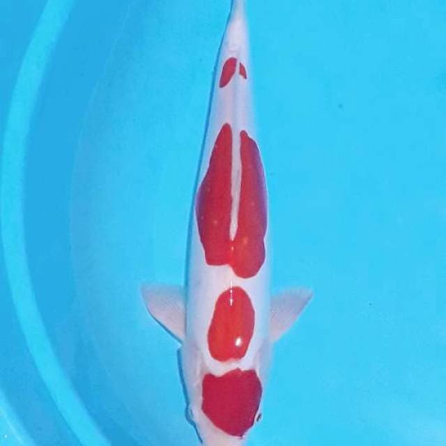 Doitsu male 35 cm