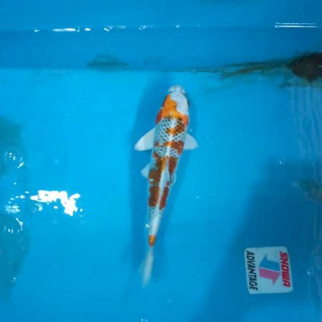 Kujaku strong.. Nett rapiih bodi torpedo