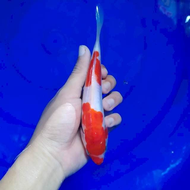 E. Kohaku Original 2 step