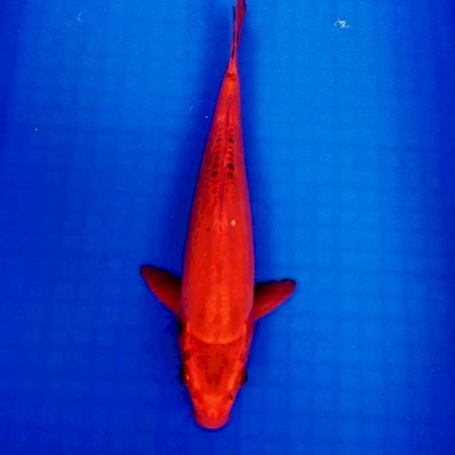 Mizusuo 28cm