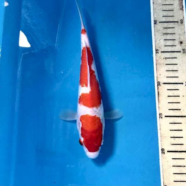 Kohaku, 25 cm