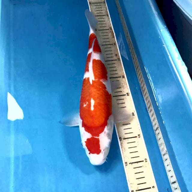 Maruten Kohaku, 38 cm