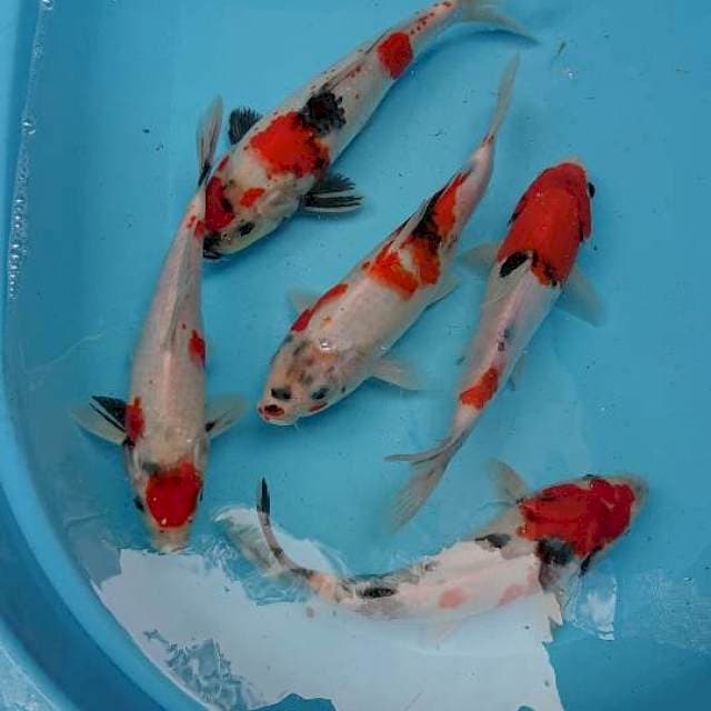 Showa 24, 25, 27cm. Lima ekor.