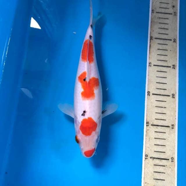 Sanke Kucibeni, 25 cm