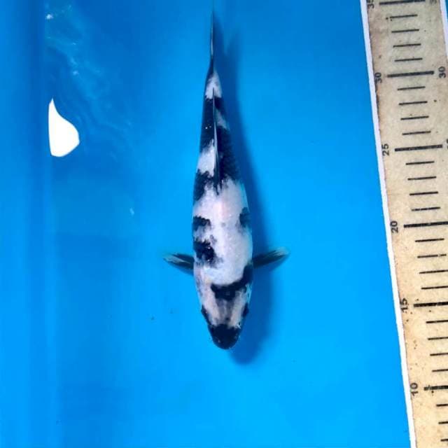 Shiro, 22 cm