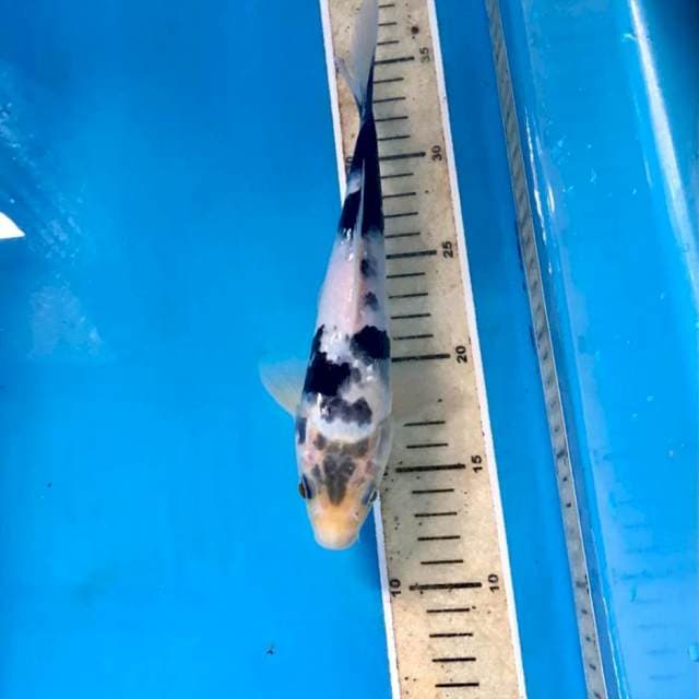 Shiro, 24 cm