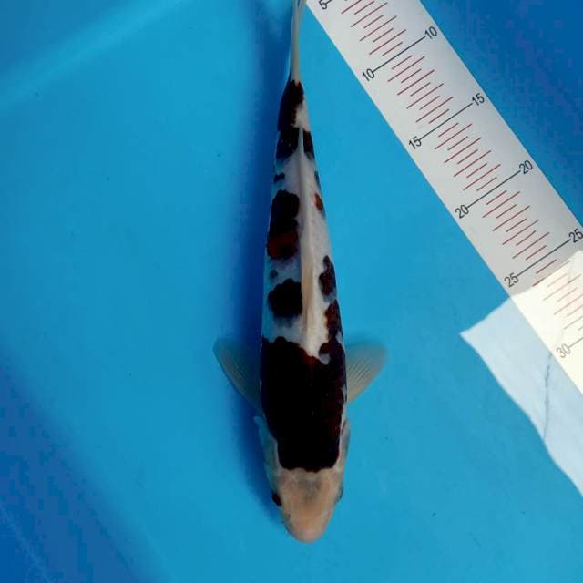 Budho goromo 32cm