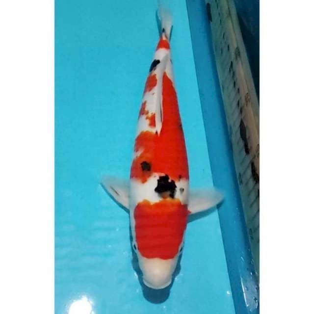 HQ Maruten Sanke Original 32cm (F)