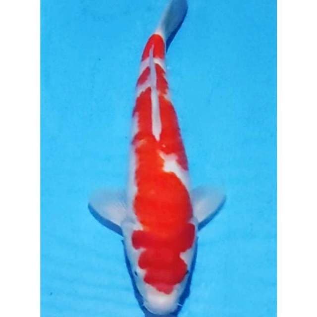 Original Inazuma Kohaku 35cm (F)