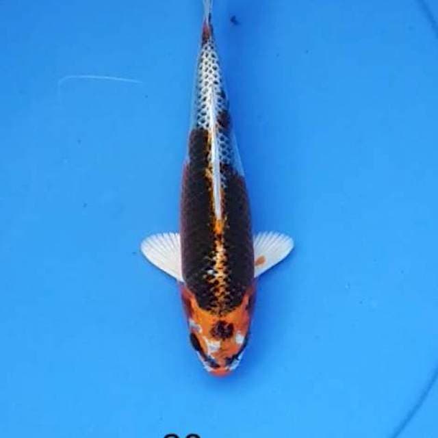 Kujaku strong 20 cm