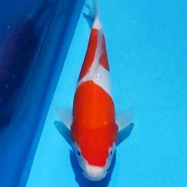 HQ 2step Doitsu Kohaku 27cm (F)