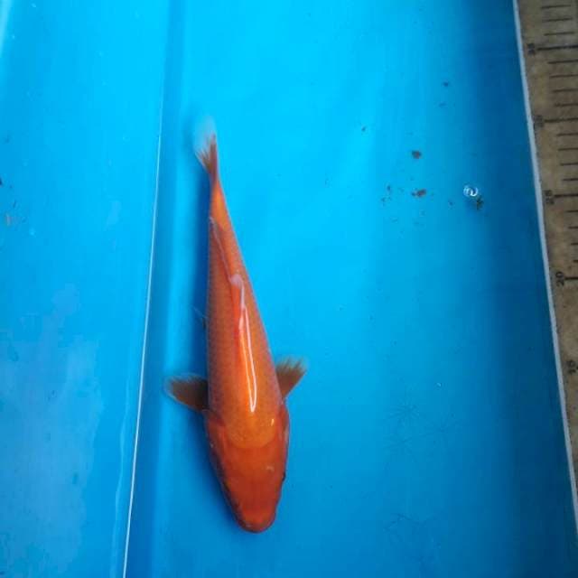 Akahajiro