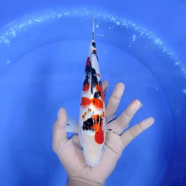 TAISHO SHANSOKU # 28 CM