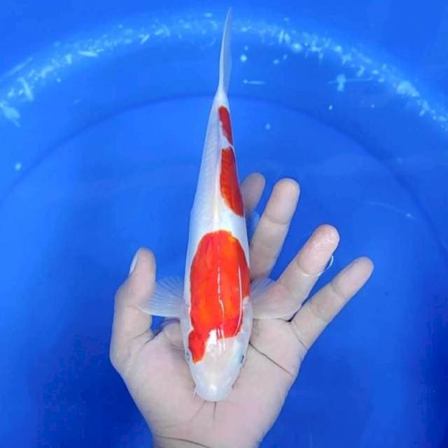 KOHAKU DOITSU # 25 CM