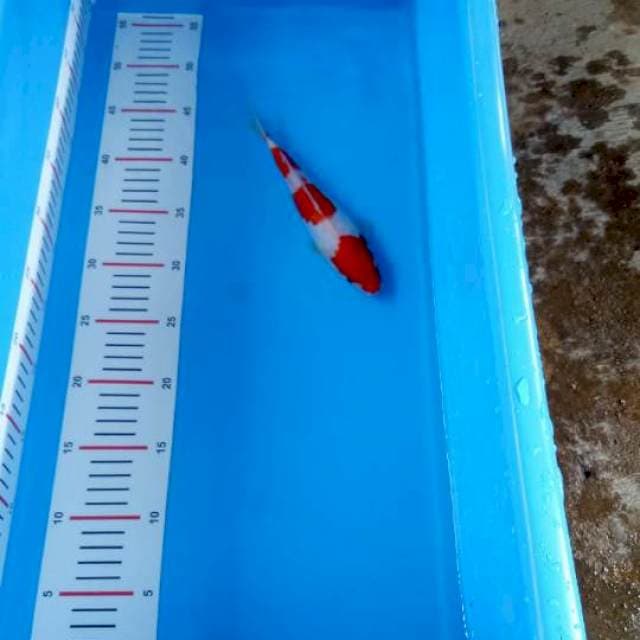 Doitsu kohaku merah merona
