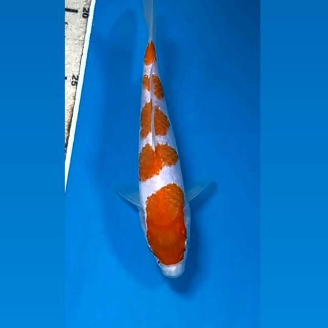 Kohaku, 18 cm