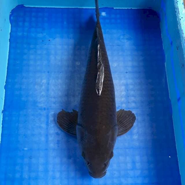 KARASUGOI. MALE. 43CM