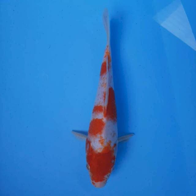 Kohaku