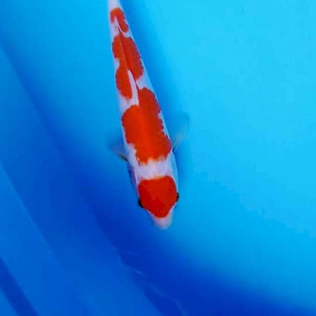 Kohaku 26cm