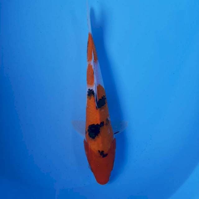 Sanke Male 26cm