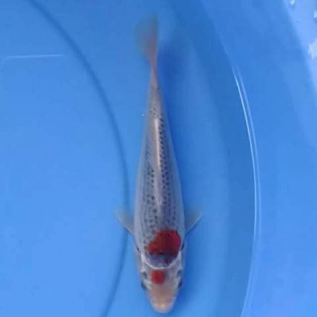Tancho goshiki 20 cm