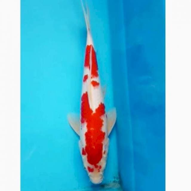 Kohaku
