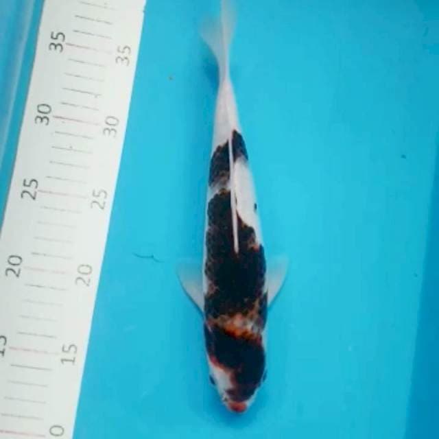 Budo goromo