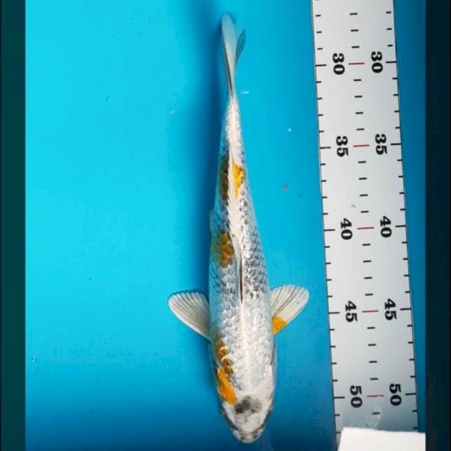 Kin showa ginrin 25cm male
