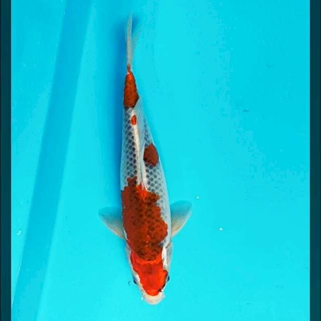 Strong goshiki 25cm male