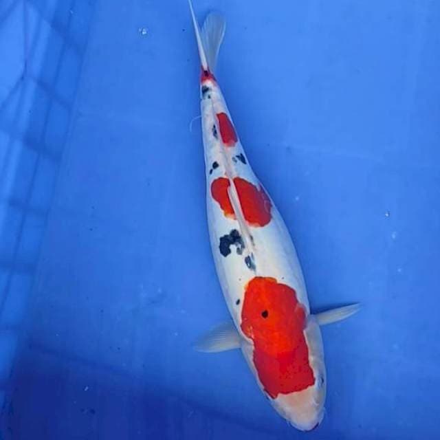 Sanke doit 35cm