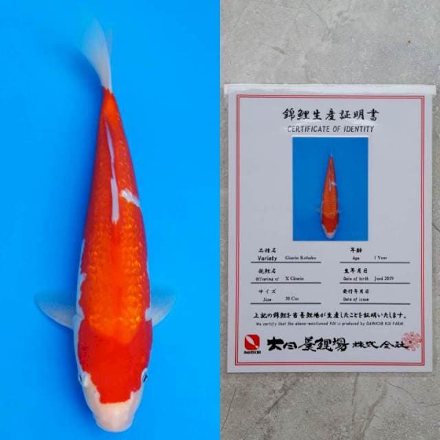 dainichi ginrin 30cm serti