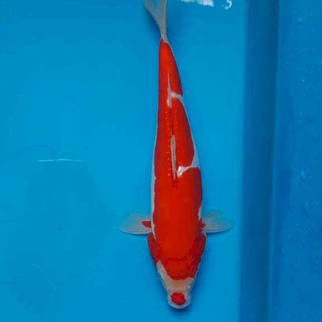 Kuhaku doit 25cm