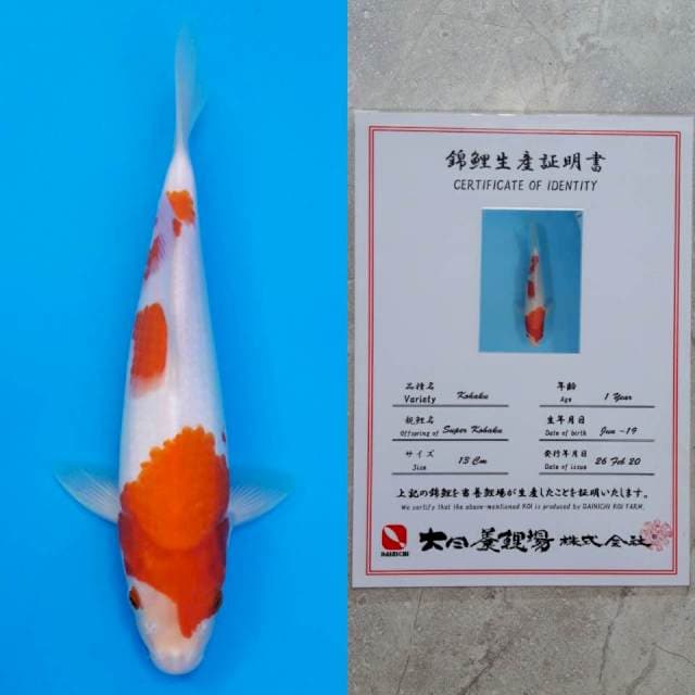 dainichi kohaku 27cm serti