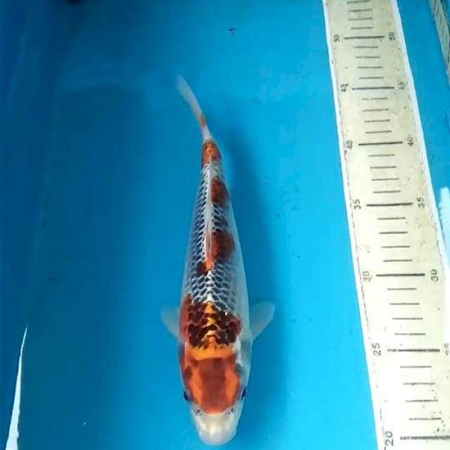 25cm
