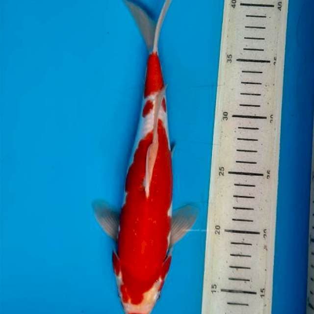 Kuhaku doit 29cm