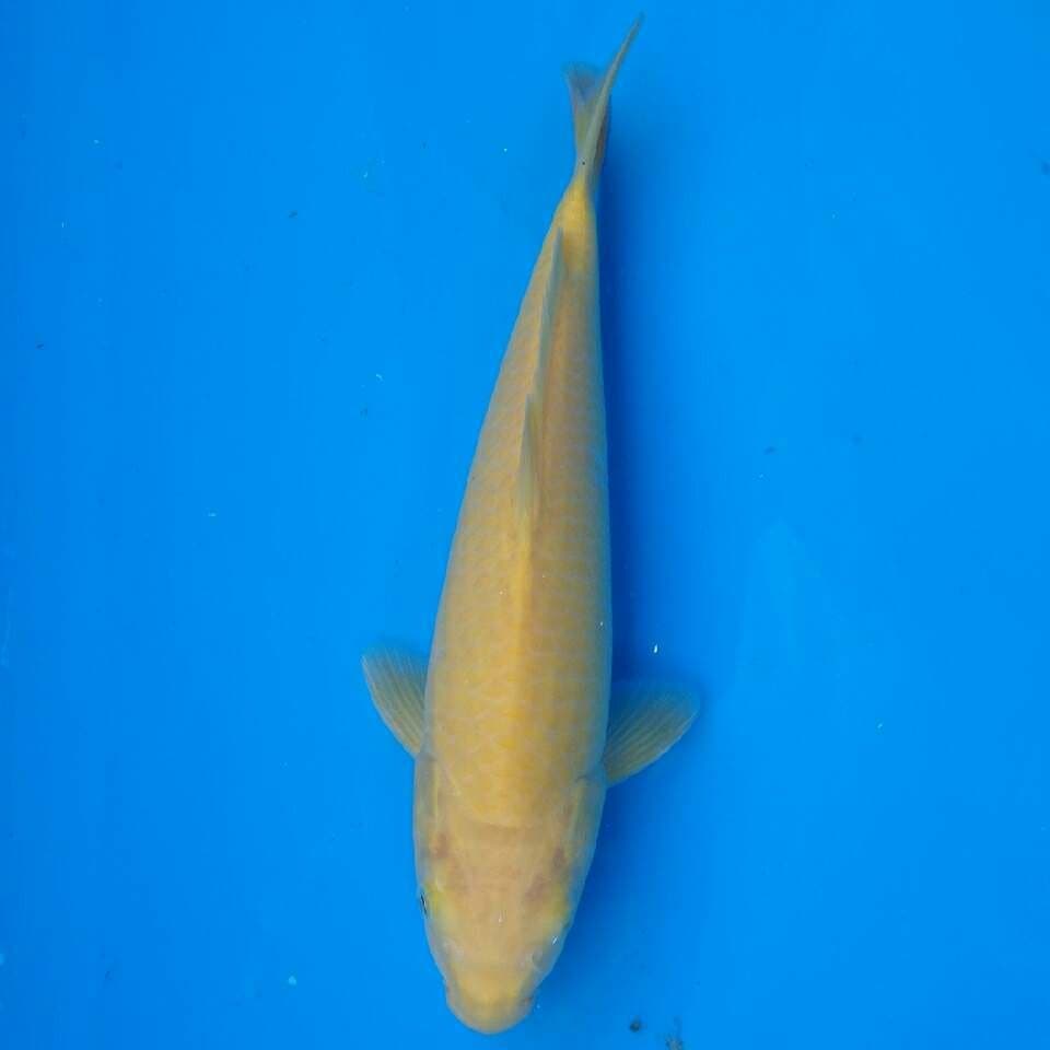 Karashi