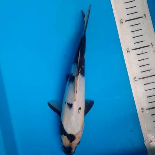 Shiro 23cm