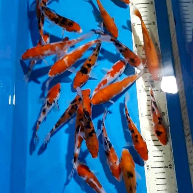 KOHAKU SANKE 12-15 cm 24 ekor