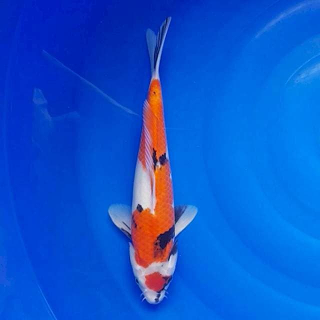SHOWA MARUTEN, ORI