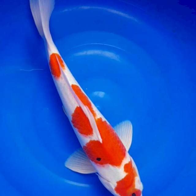 SHOWA TATEGOI