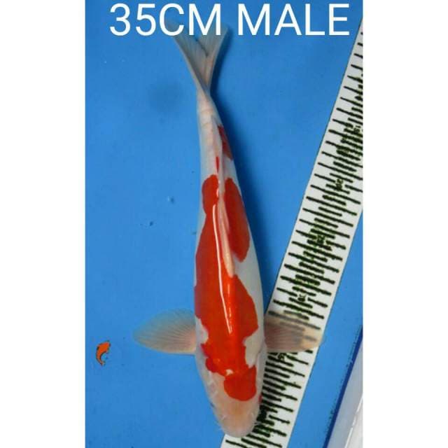 KOHAKU DOITSHU MALE