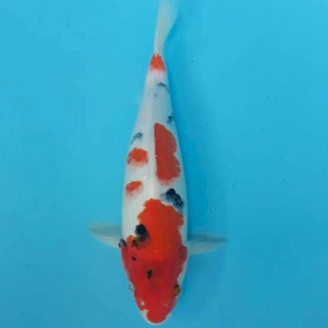 Taisho Sanshoku strong 27cm